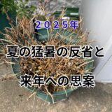 この夏の園芸反省と来年への思案