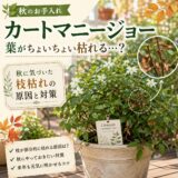 カートマニージョーの葉がちょいちょい枯れる…？秋に気づいた枝枯れの原因と対策