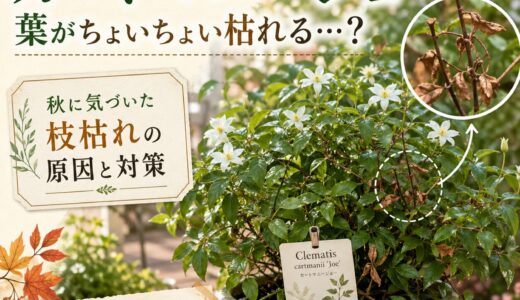 カートマニージョーの葉がちょいちょい枯れる…？秋に気づいた枝枯れの原因と対策
