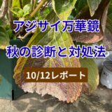 アジサイ『万華鏡』秋の診断と最終対処法（10/12版）