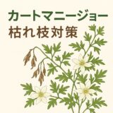 カートマニージョーの葉がちょいちょい枯れる…？秋に気づいた枝枯れの原因と対策