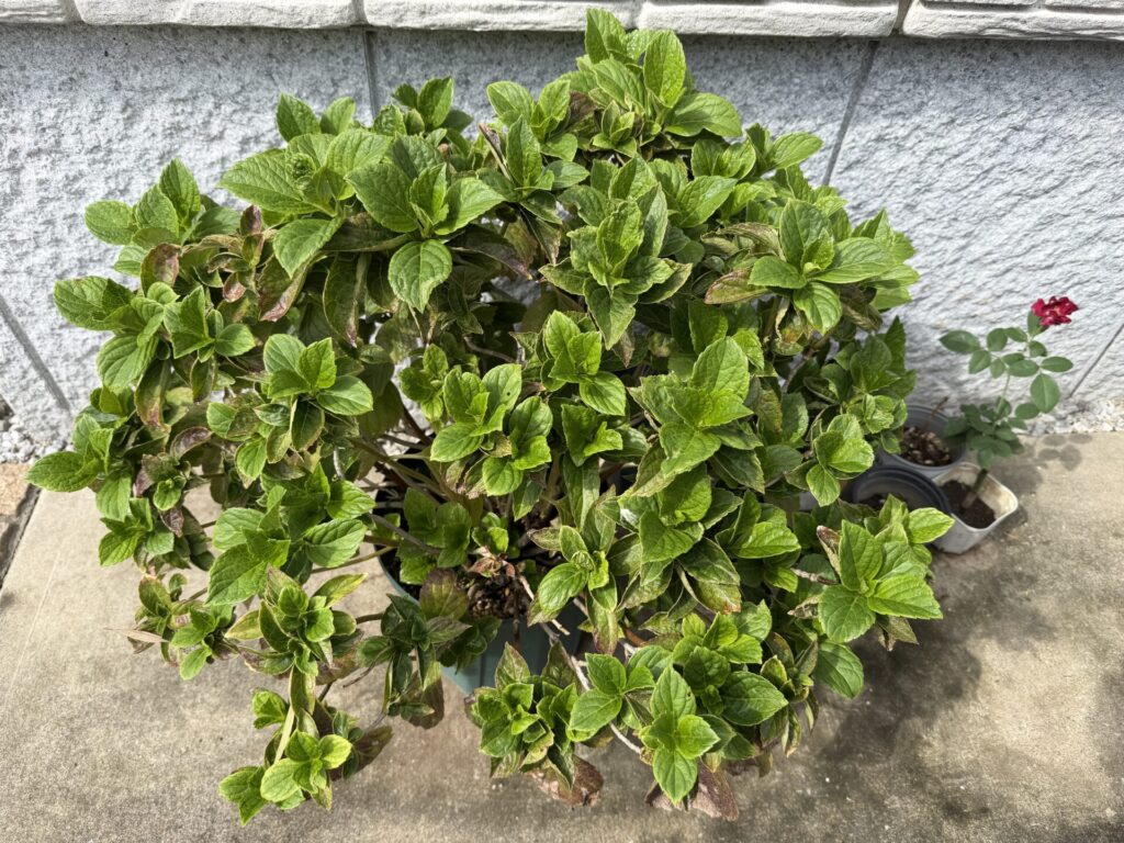 秋10月のアジサイ万華鏡
葉っぱの変色