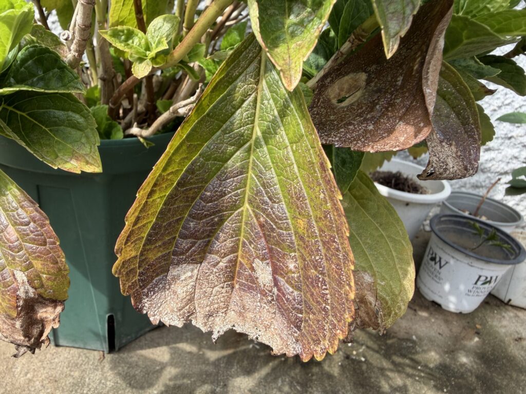 秋10月のアジサイ万華鏡
葉っぱの変色