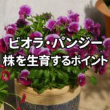 パンジー・ビオラを12月上旬までに大株に育てるコツ