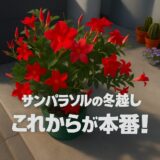サンパラソルの冬越し2025 ― 室内に取り込んでからが本番！