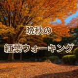 晩秋の紅葉ウォーキング｜色づく木々と青空を楽しむ週末散歩