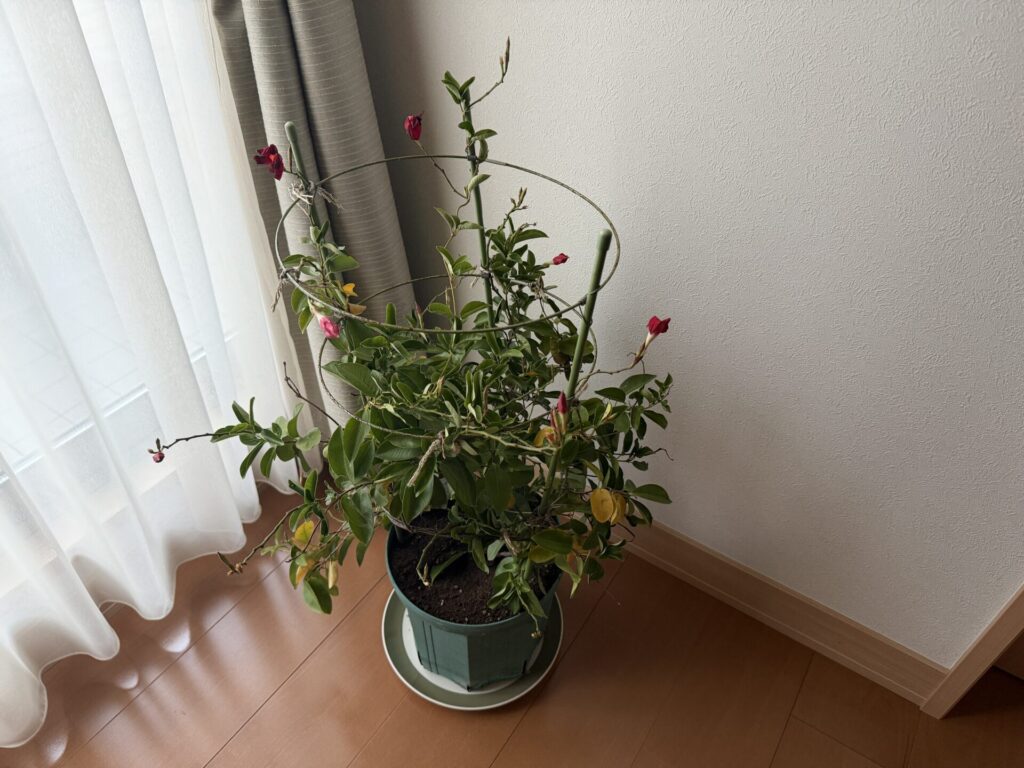 サンパラソルの冬越し