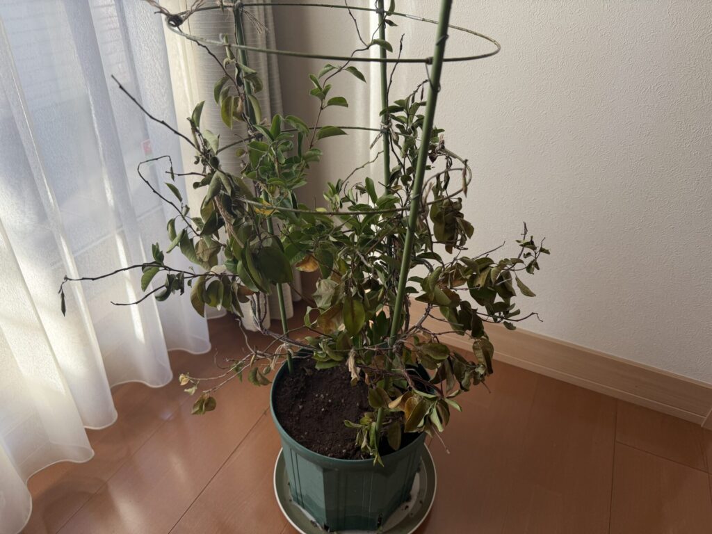 サンパラソルの冬越　急激に枯れこむ