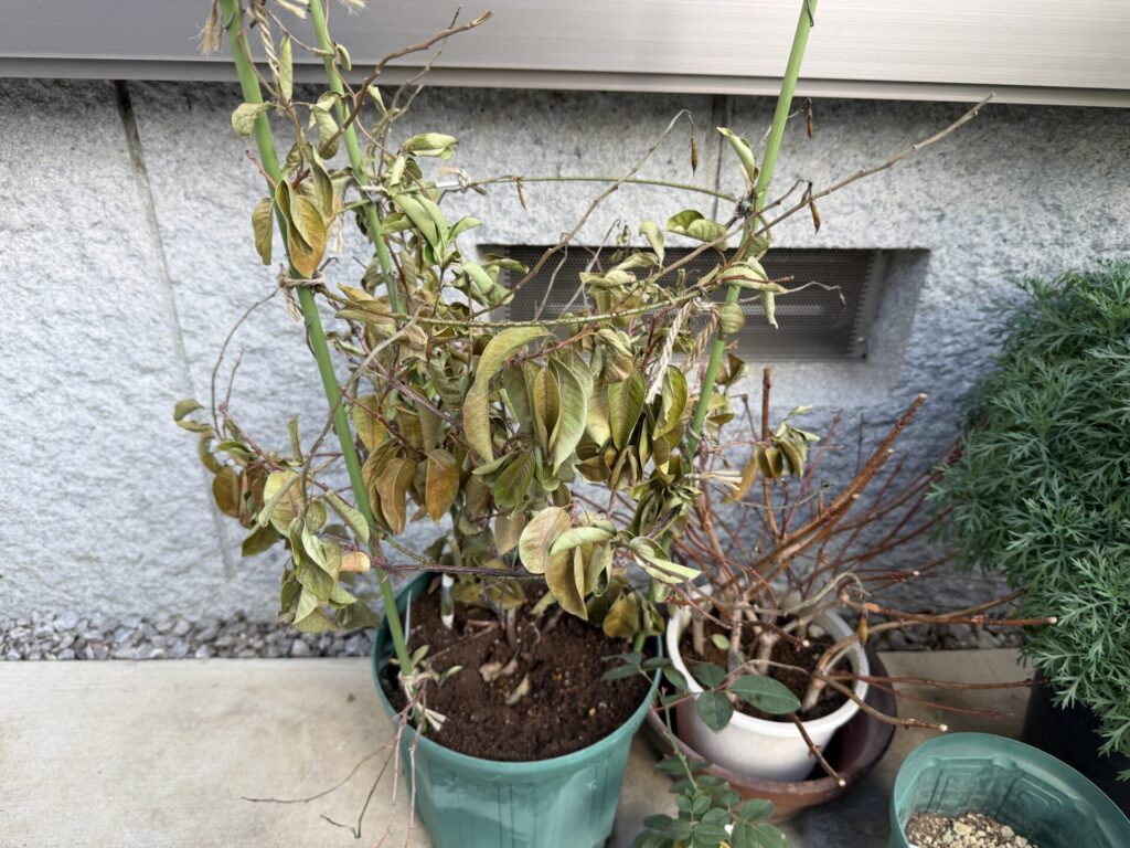 サンパラソルの冬越し断念
原因は・・・。