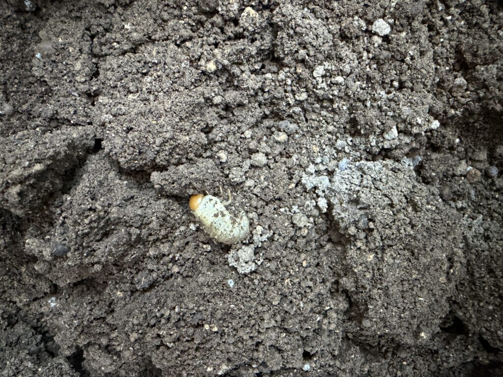 コガネムシの幼虫