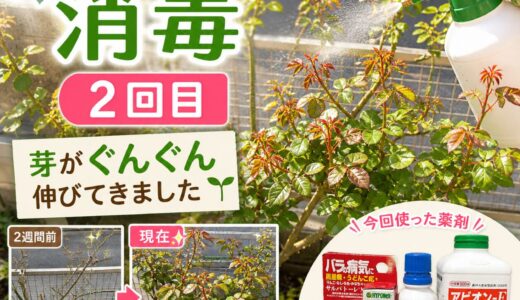 バラの春の消毒２回目。芽がぐんぐん伸びてきました【2026年3月29日】