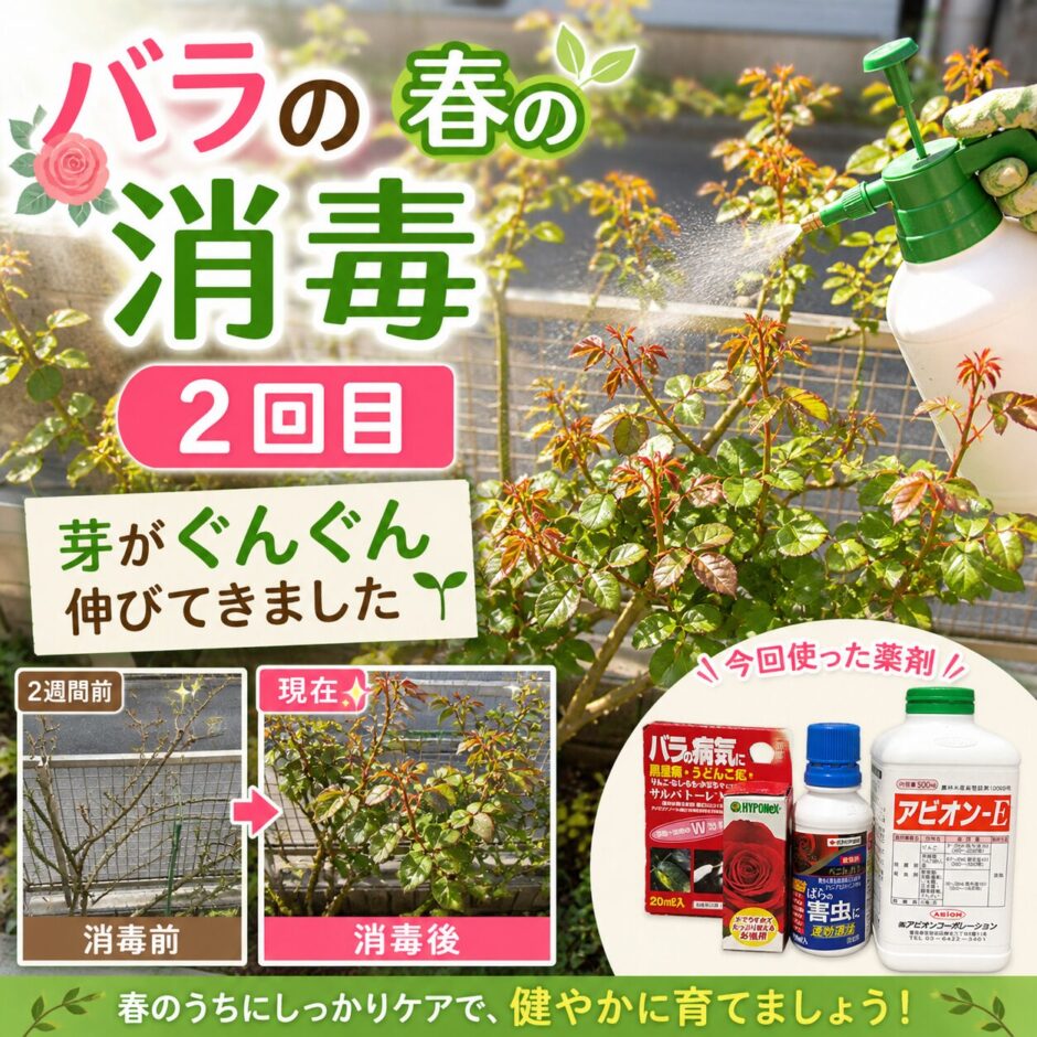 バラの消毒　２回目