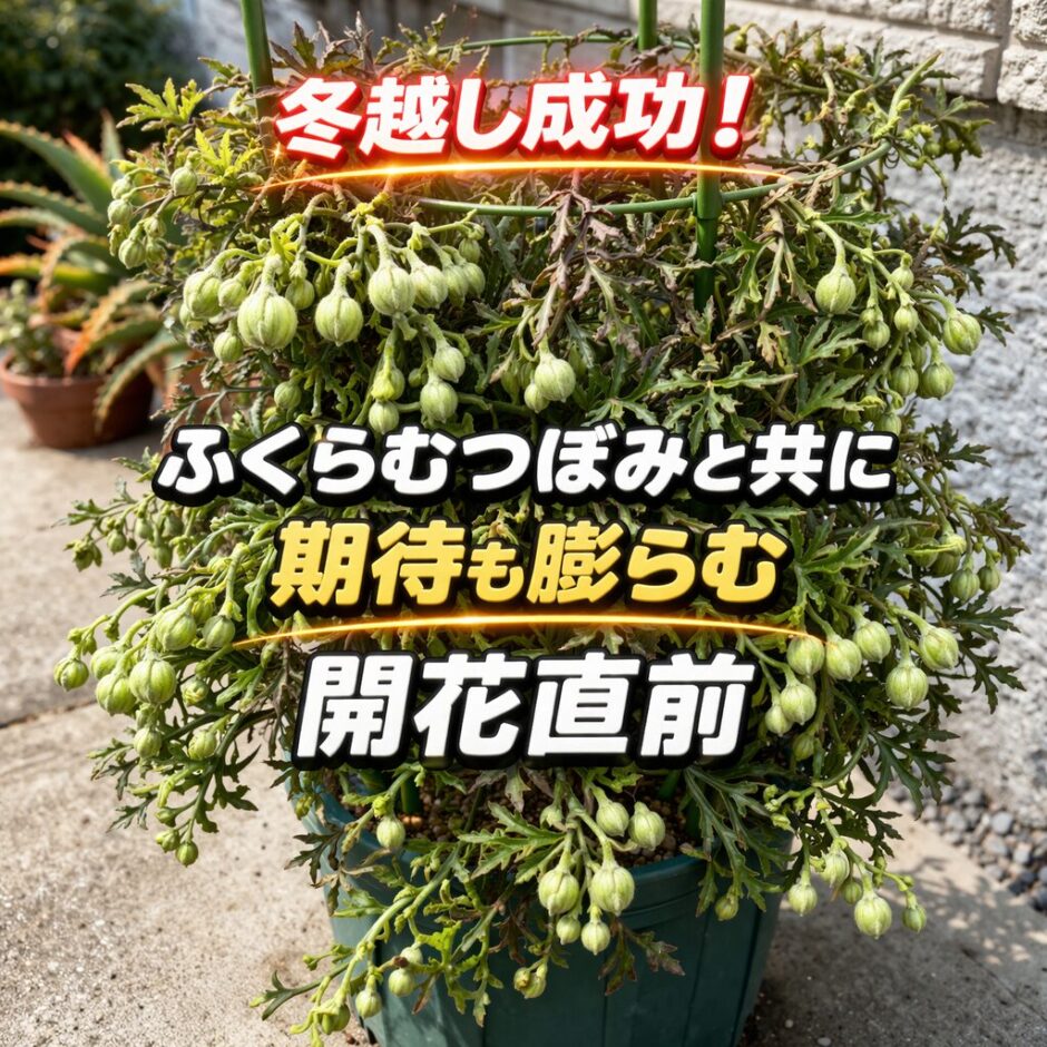 カートマニージョー 開花直前　３月末の状況