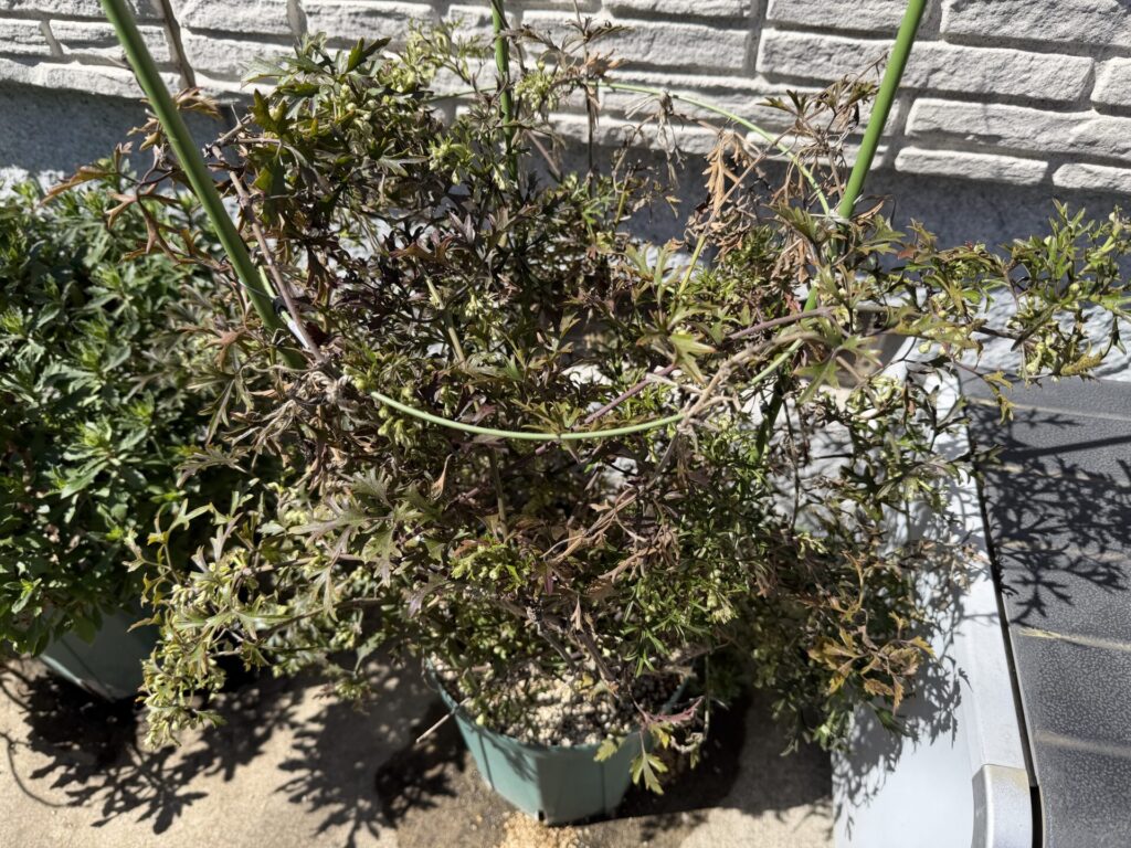 カートマニージョー
３月上旬冬越し後