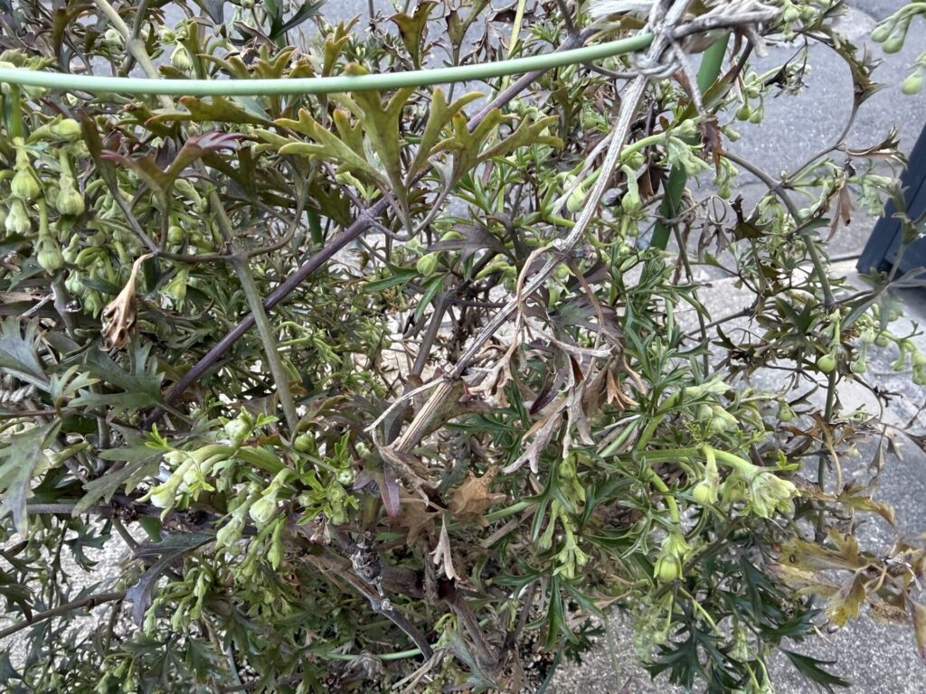 カートマニージョー
枯れ枝