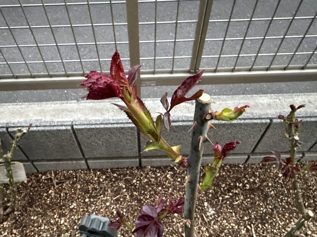 メルヘンツァウバーの新芽 バラの新芽 消毒時期