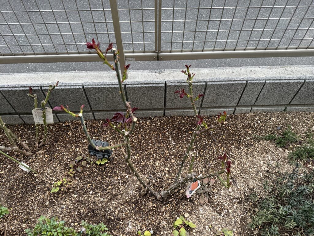 バラの新芽 消毒1回目 メルヘンツァウバー