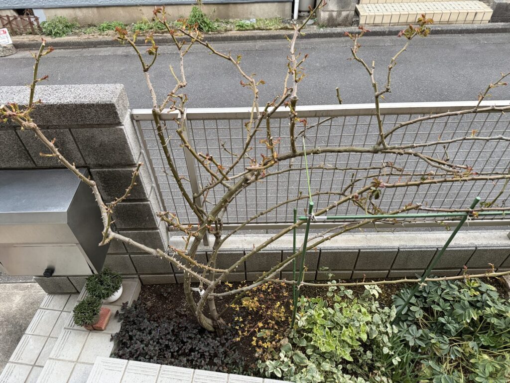 バラの新芽 消毒時期 新芽が出たタイミング