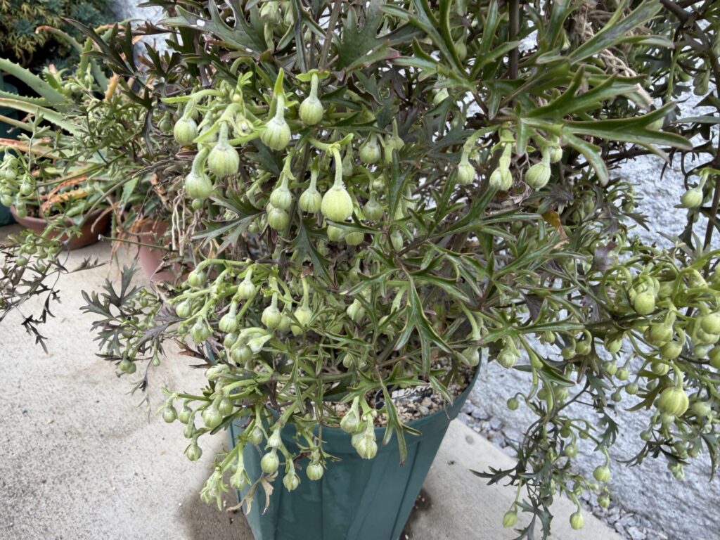 カートマニージョー
つぼみモリモリ