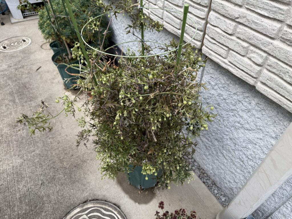 カートマニージョー
2026年　開花直前