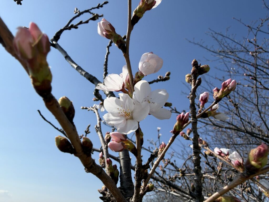 ソメイヨシノ　開花　２０２６年
新河岸川土手