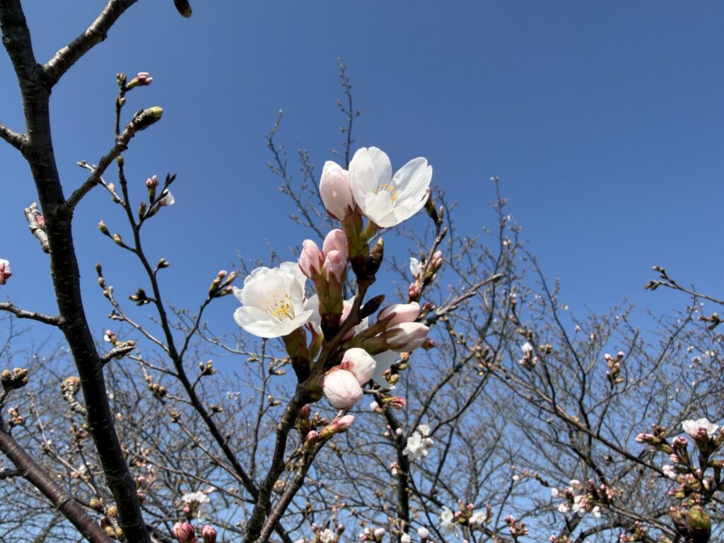 ソメイヨシノ　開花　２０２６年
新河岸川土手