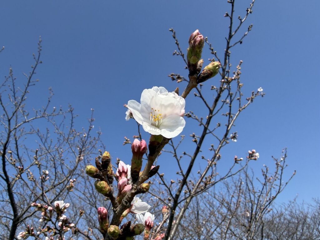 ソメイヨシノ　開花　２０２６年
新河岸川土手
