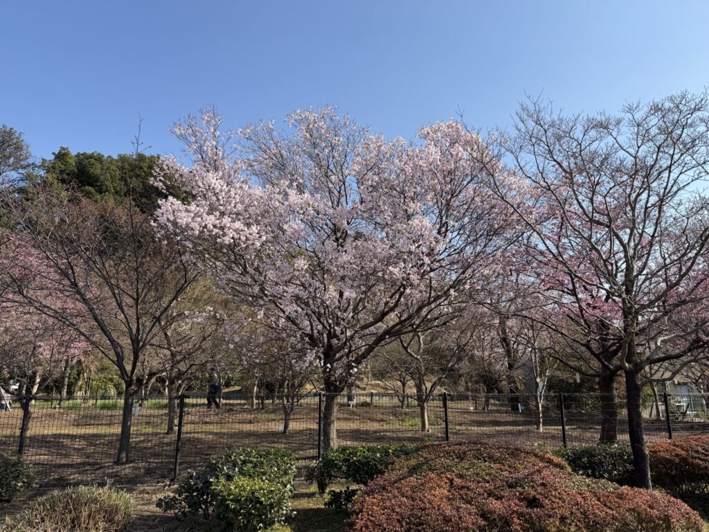 ソメイヨシノ　開花　２０２６年
山崎公園