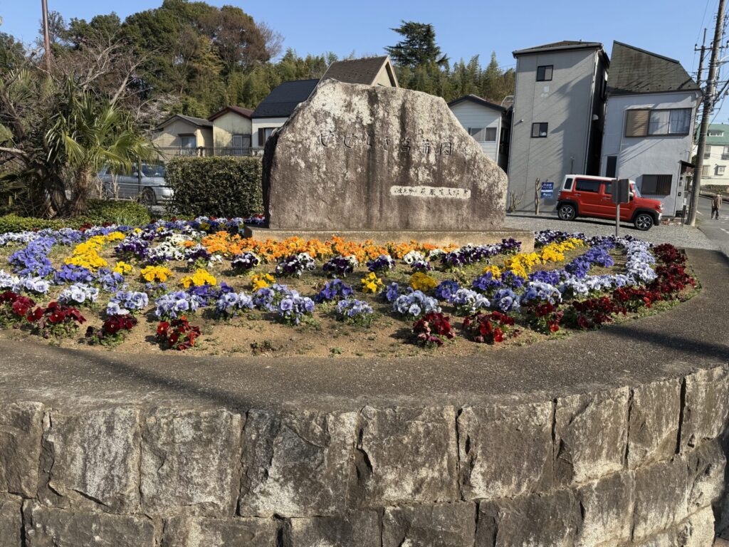 パンジー　山崎公園