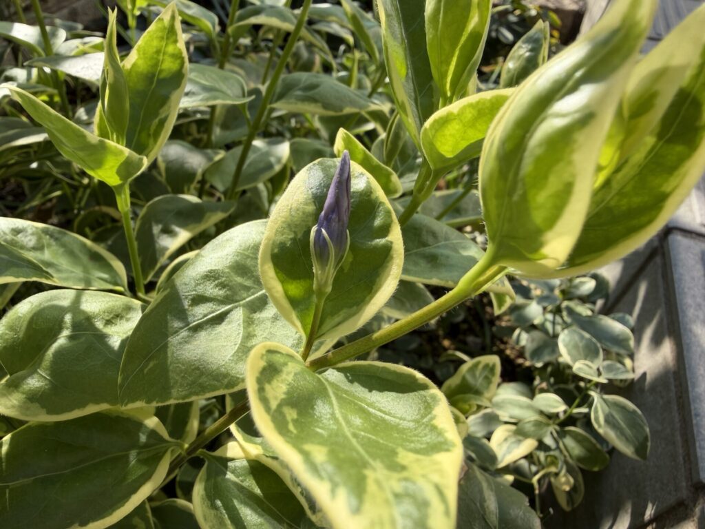 ツルニチニチソウ　２０２６年