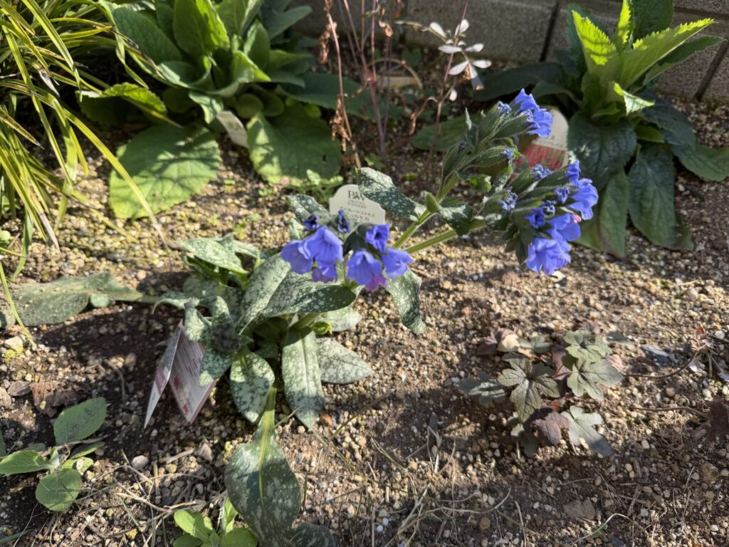 プルモナリア ピンクアブルー 　２０２６年