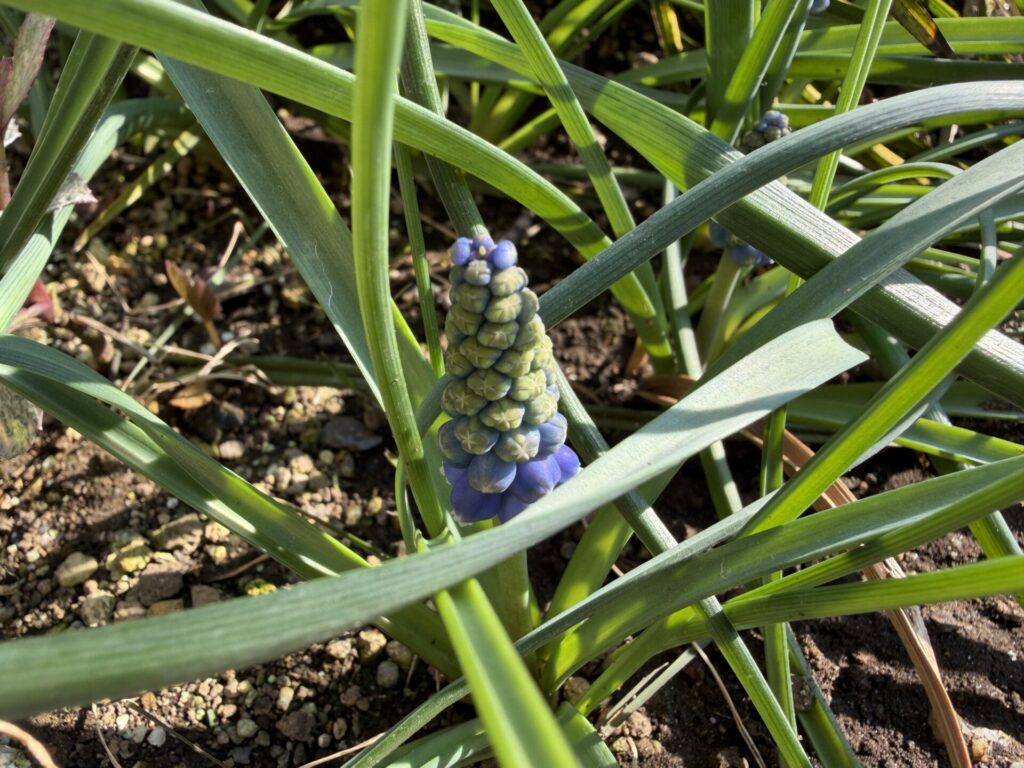 ムスカリ　２０２６年