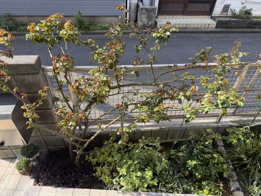 バラの新芽 消毒2回目 ピエール・ドゥ・ロンサール