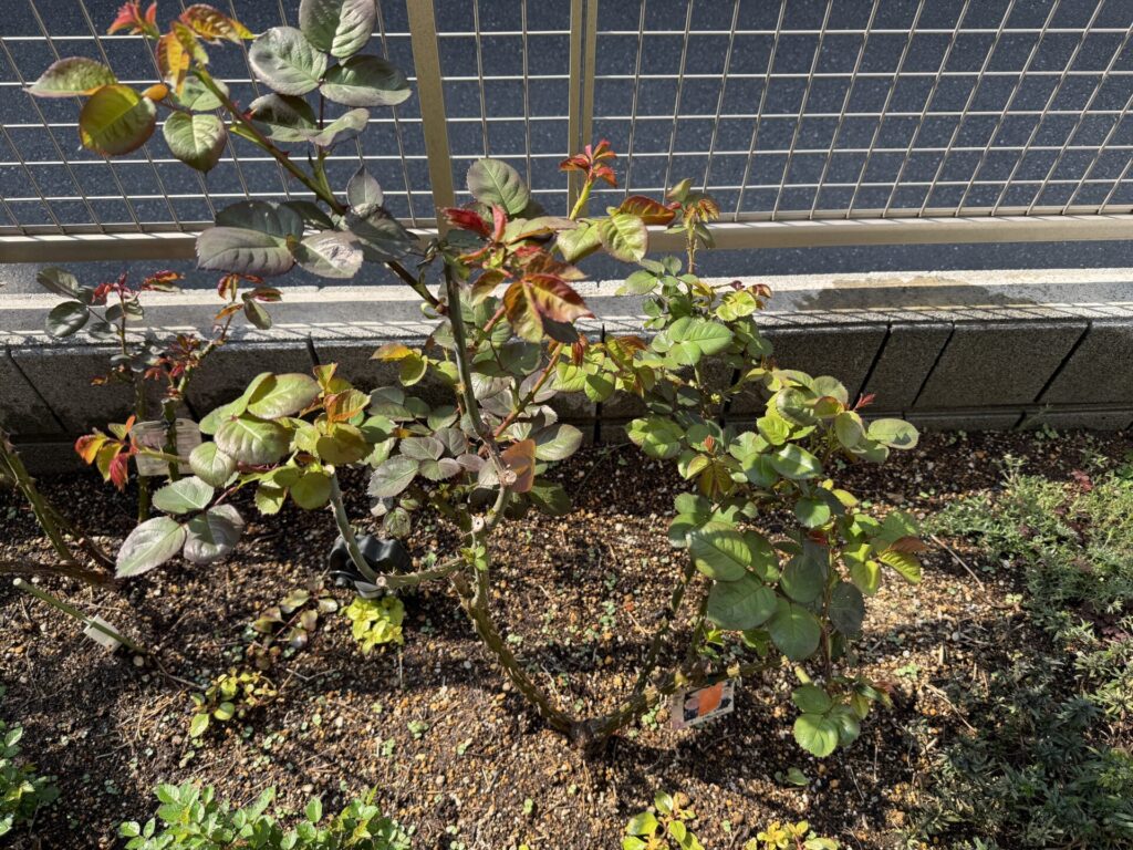 バラの新芽 消毒2回目 メルヘンツァウバー