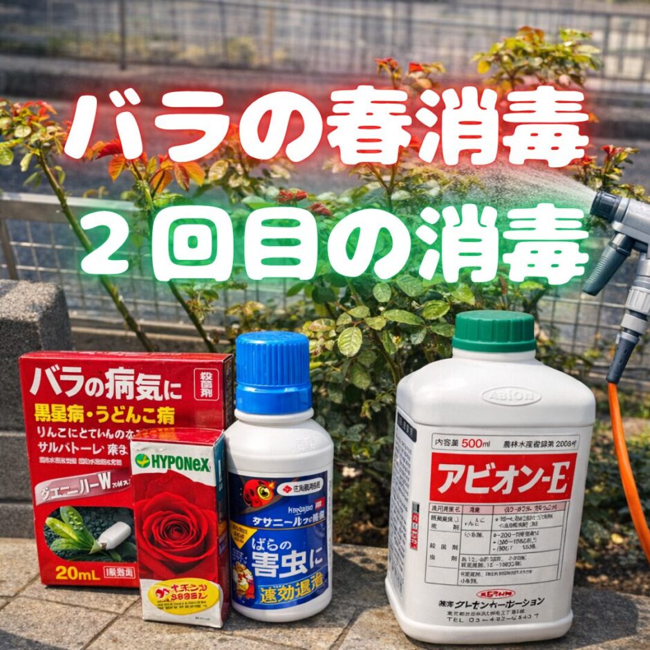 バラの消毒　春　２回目