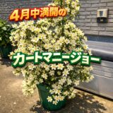 クレマチス「カートマニージョー」が満開に！鉢いっぱいに白い花が溢れました【2026年4月12日】