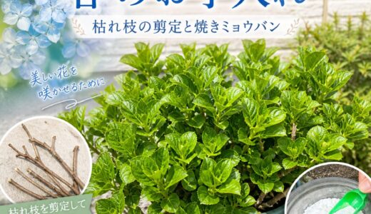 アジサイ「万華鏡」の春のお手入れ ― 枯れ枝の剪定と焼きミョウバンで今年も元気に
