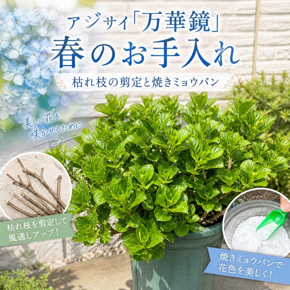 春のお手入れ　アジサイ万華鏡