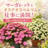 マーガレットとオステオスペルマムが見事に満開！春の鉢植えが大賑わいです