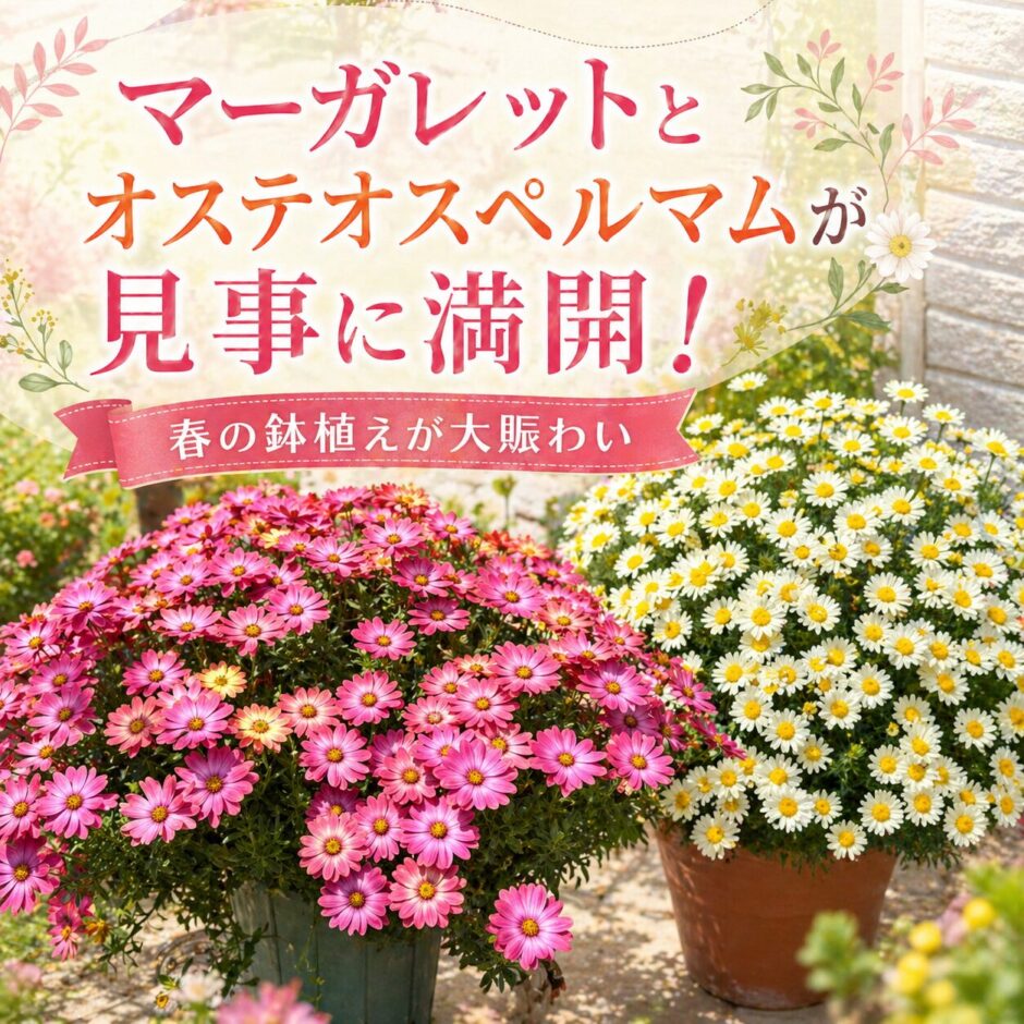 マーガレット　オステオスペルマム