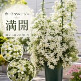 クレマチス「カートマニージョー」が満開に！鉢いっぱいに白い花が溢れました【2026年4月12日】