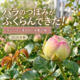 バラのつぼみがふくらんできた！今シーズン４回目の消毒記録【2026年春】
