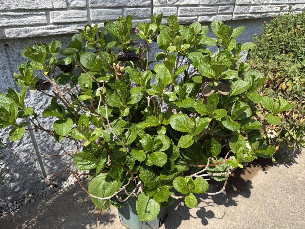 アジサイ 万華鏡 3月末