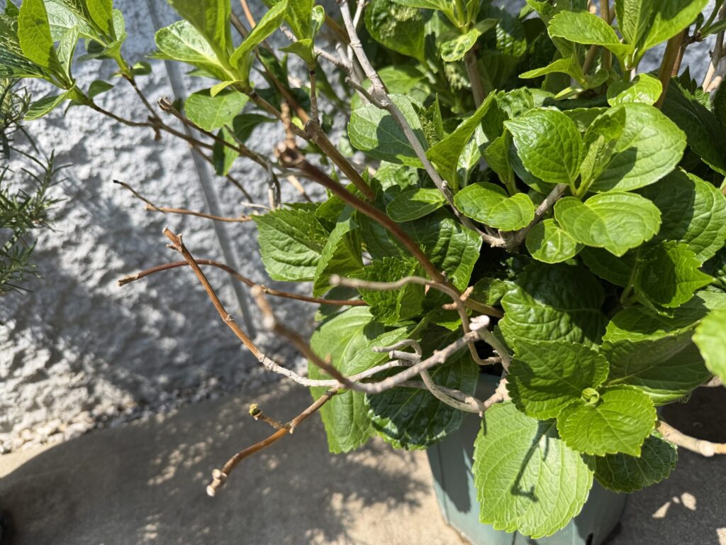 新芽が出ていない枝 アジサイ