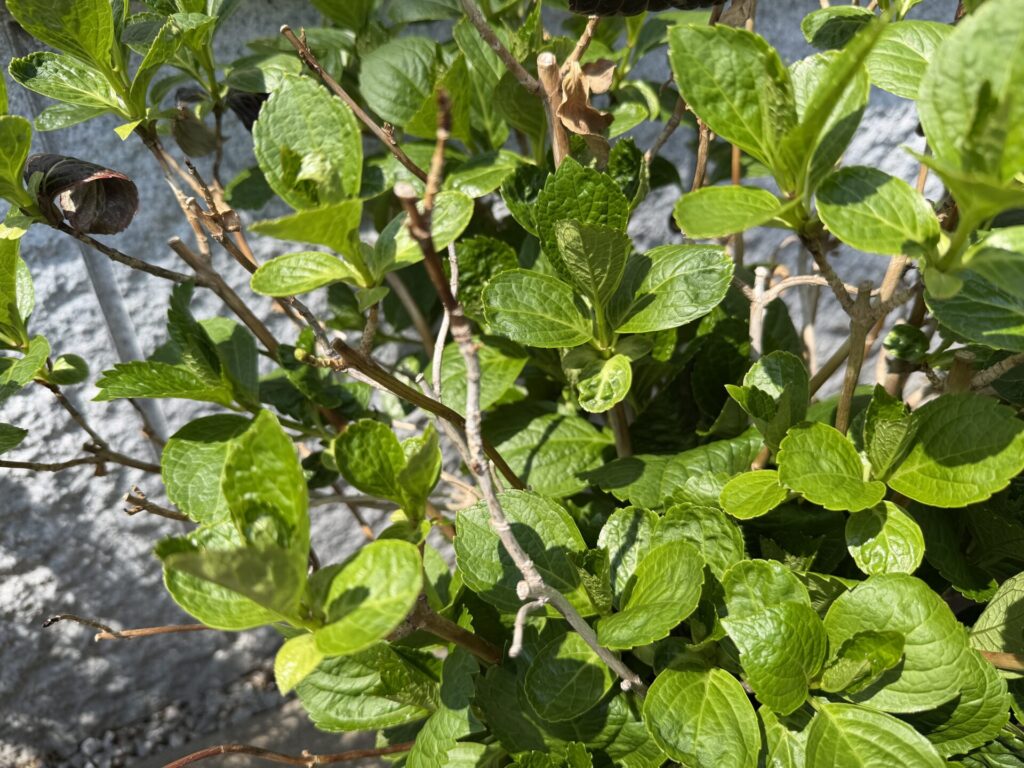 新芽が出ていない枝 アジサイ