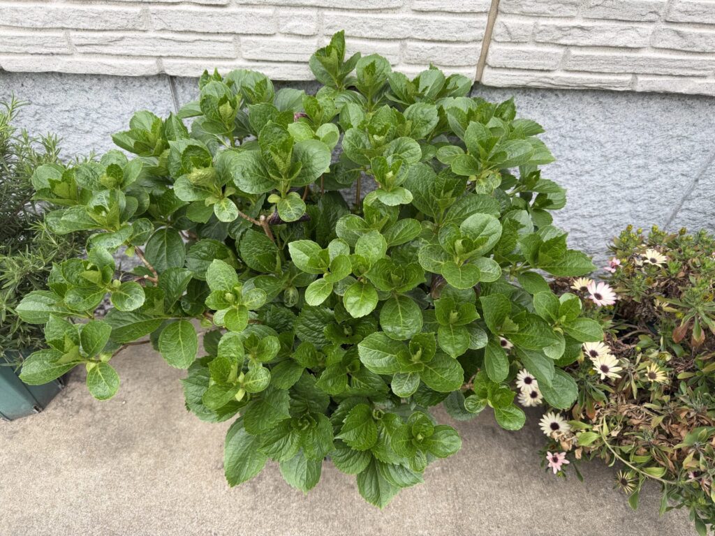 枯れ枝整理 万華鏡 4月上旬