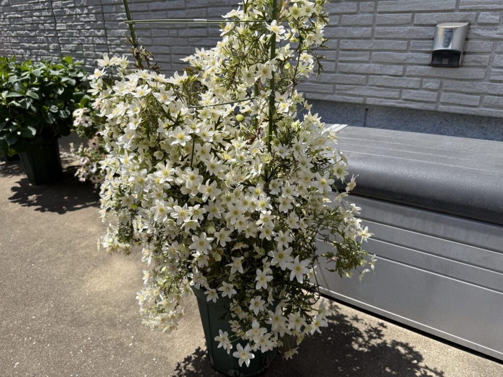 満開のカートマニージョー クレマチス