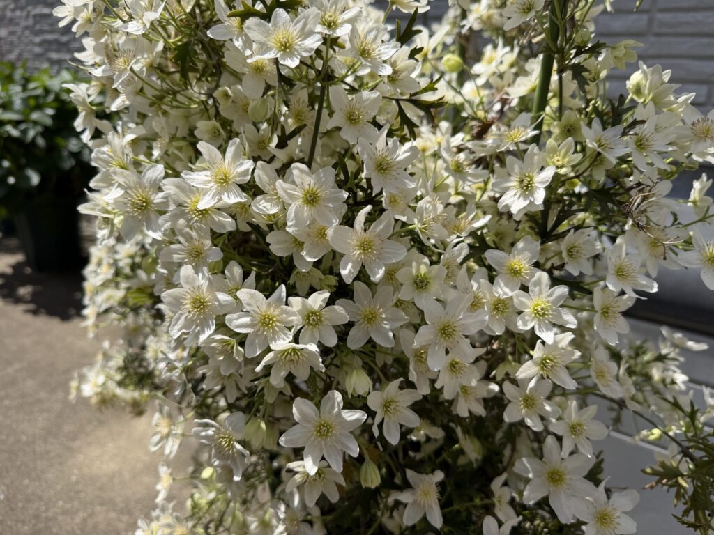 クレマチス:カートマニージョー