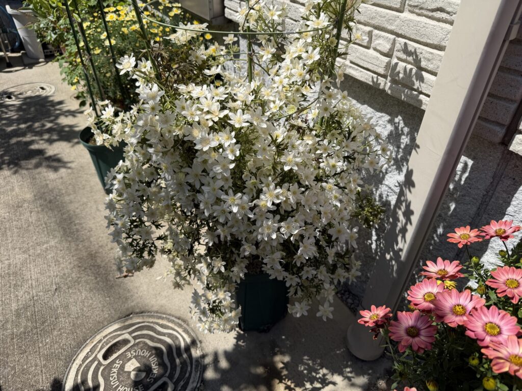 クレマチス:カートマニージョー