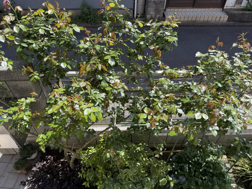 ２０２６年４月１２日　ピエール・ドゥ・ロンサール